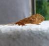 Halesus sp.